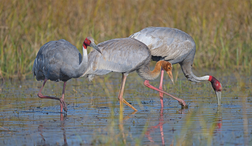 Bharatpur Day Trip From Jaipur