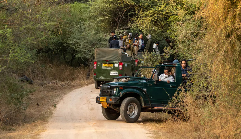 Jhalana Leopard Safari Trip