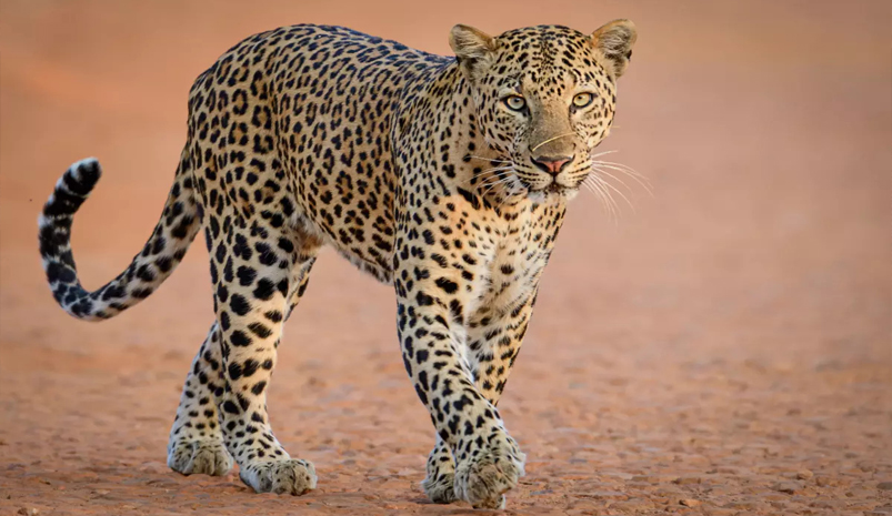 Jhalana Leopard Safari Trip