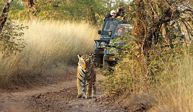 Jaipur Ranthambore Day Trip Jaipur Ranthambore Day Trip