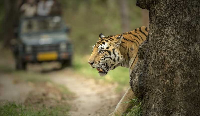 3-Day Delhi to Jim Corbett Wildlife Tour