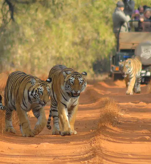 Golden Triangle Tour with Rajasthan Wildlife Golden Triangle Tour with Rajasthan Wildlife