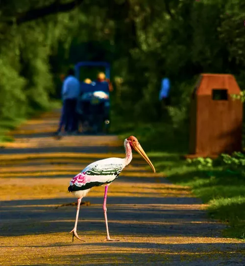 Golden triangle Tour with Bharatpur