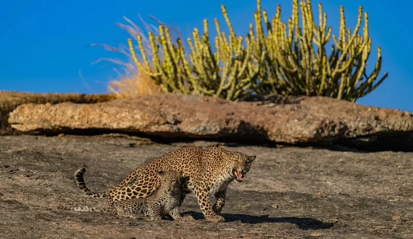 Golden Triangle Tour with Jawai Leopard Safari