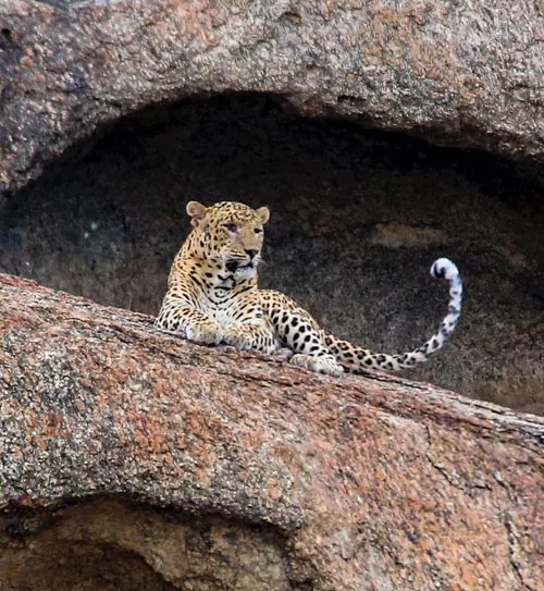 Golden Triangle Tour with Jawai Leopard Safari Golden Triangle Tour with Jawai Leopard Safari