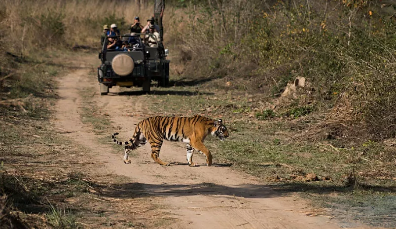 Golden Triangle Tour with Bandhavgarh Safari