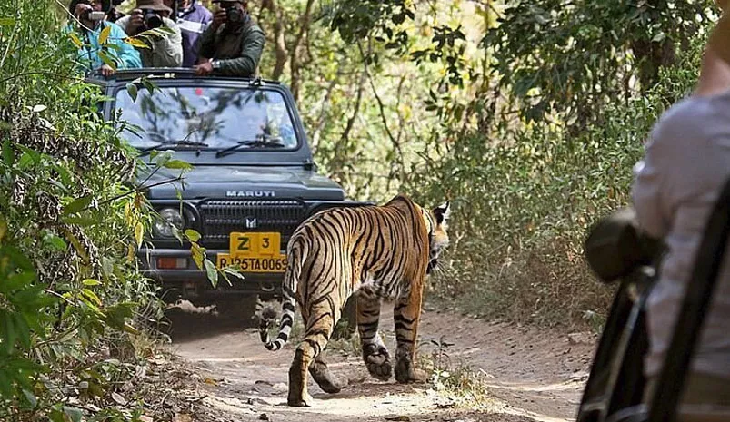 Golden Triangle Tour with Bandhavgarh Safari