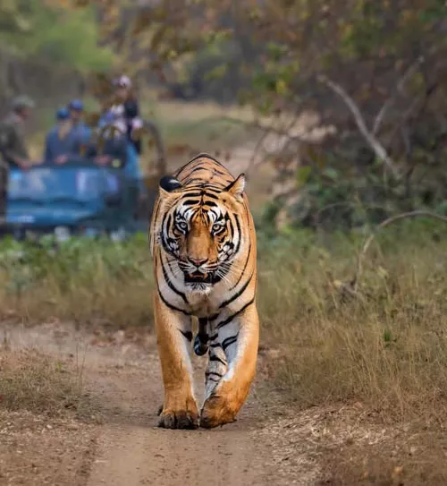 Golden Triangle Tour with Bandhavgarh Safari