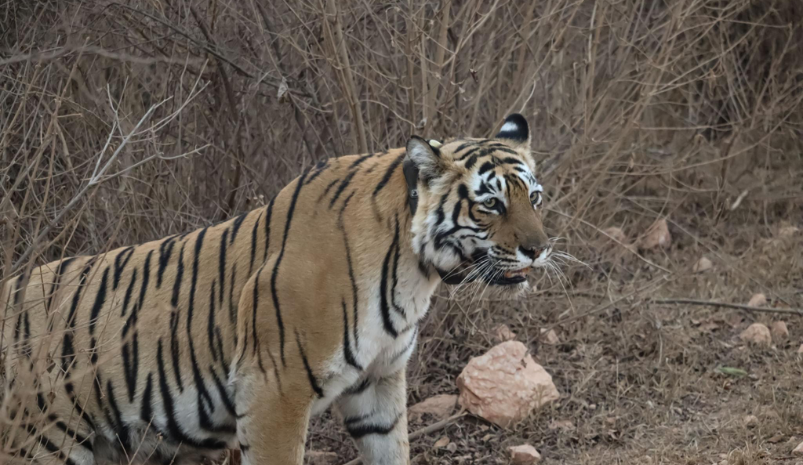 Golden Triangle Tour with Sariska